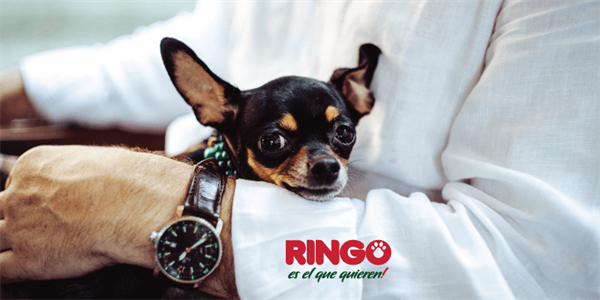 Adopción responsable
